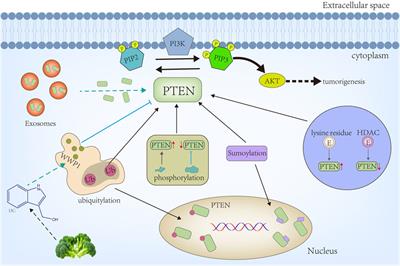 Post-Translational Modification of PTEN Protein: Quantity and Activity